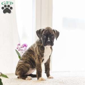 Poly, Boxer Puppy